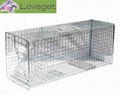 Raccoon Traps