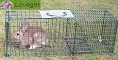 Rabbit Traps