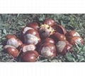 Horse chestnut P.E. -Aescin 20% 98% 3