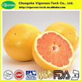 high quality grapefruit extract powder 1