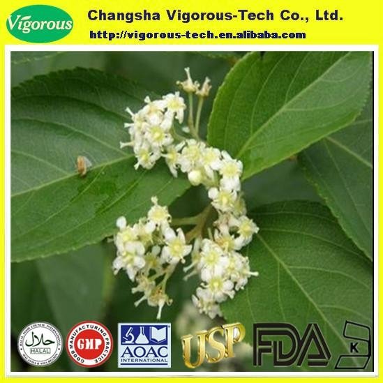 Tripterygium wilfordii extract/lei gong teng powder