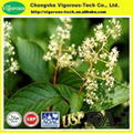 Tripterygium wilfordii extract/lei gong teng powder 2
