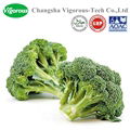 Free sample broccoli extract powder 2