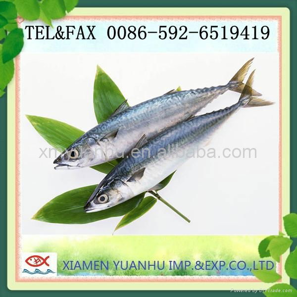 frozen pacific mackerel fish