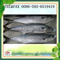 frozen spanish mackerel whole round fish 1