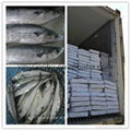 frozen spanish mackerel whole round fish 2