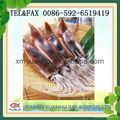 frozen illex squid 1