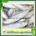 frozen bait sardine fish 1
