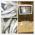 frozen bait sardine fish 2