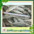 frozen horse mackerel fish