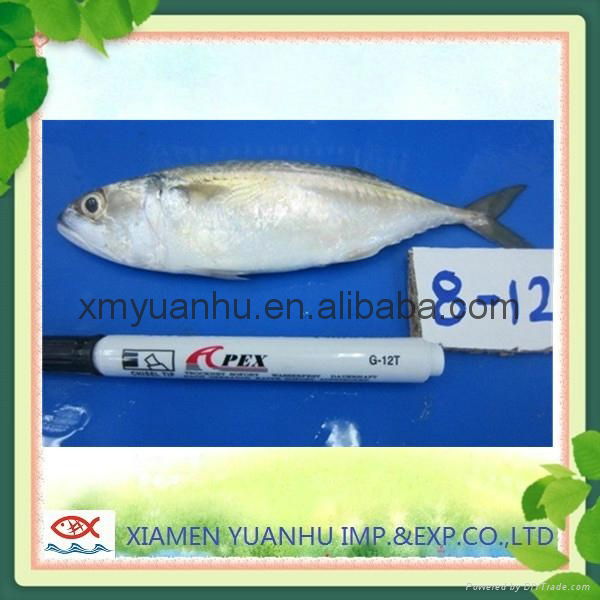 frozen indian mackerel fish whole round