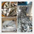 frozen fresh barramundi fish 2