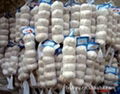 2013 China crop normal white garlic 3