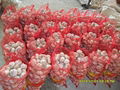 Chinese garlic 1