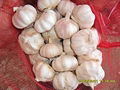 natural white fresh garlic 5.5cm 2