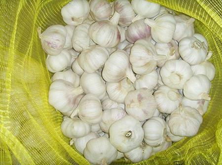 China garlic normal white fresh garlic in mesh bag