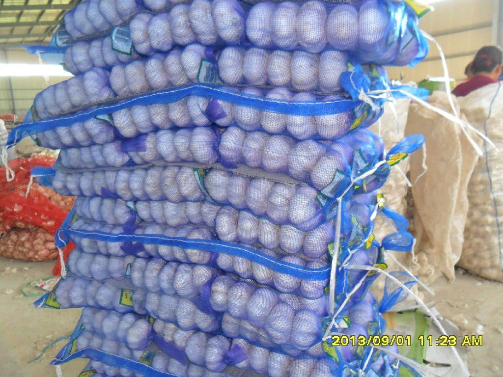 2013 China new crop pure white fresh garlic 4.5cm