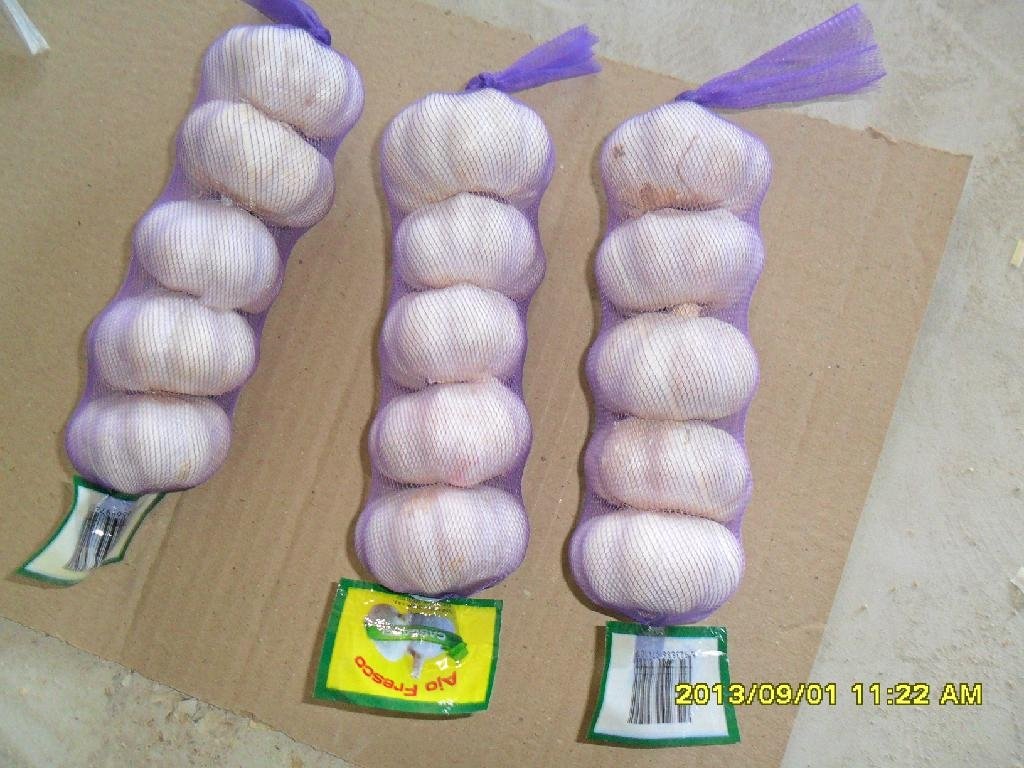 2013 China new crop pure white fresh garlic 4.5cm 2