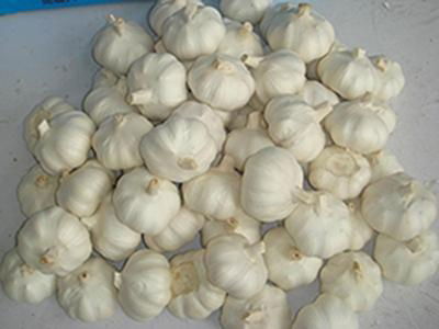 5.5cm pure white garlic from China