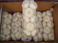 5.5cm pure white garlic from China 2