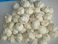 snow white garlic 6.0cm in mesh bag 3