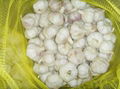 snow white garlic 6.0cm in mesh bag 4