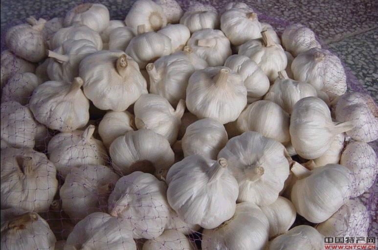 China white garlic red garlic in 4.5cm  2