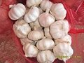China white garlic red garlic in 4.5cm  3