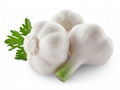 white garlic