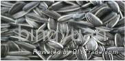 sunflower seeds 5009 2