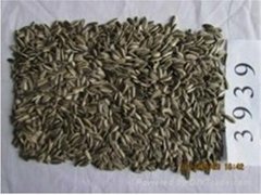 sunflower seeds 3939
