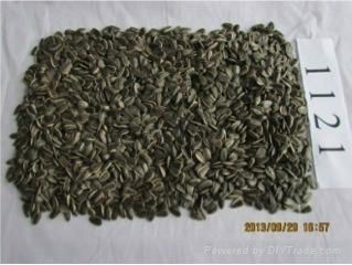 sunflower seeds1121