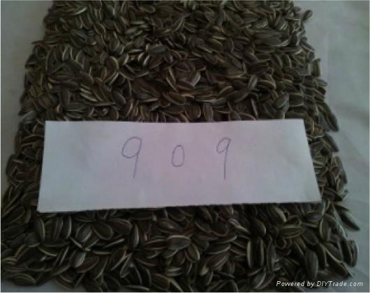 sunflower seeds 909