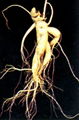 ginseng extract