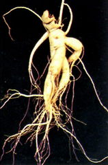 ginseng extract