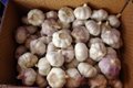 Normal white garlic