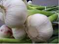 Fresh normal white garlic 3