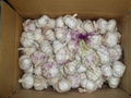 fresh normal white garlic