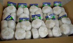 fresh pure white garlic