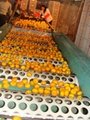 Fresh fruit Nanfeng mandarin orange  2