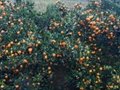 Fresh fruit Nanfeng mandarin orange  4