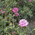 anti_bird netting 2