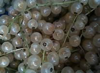 white currant