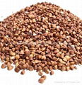 Roasted buckwheat groat