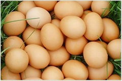 FARM FRESH TABLE CHICKEN EGGS