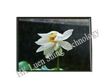 Sell 5" TFT LCD Panel