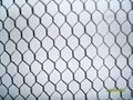 Hexagonal Galvanized Wire Mesh for Chicken Fence and Poultry Cage 2