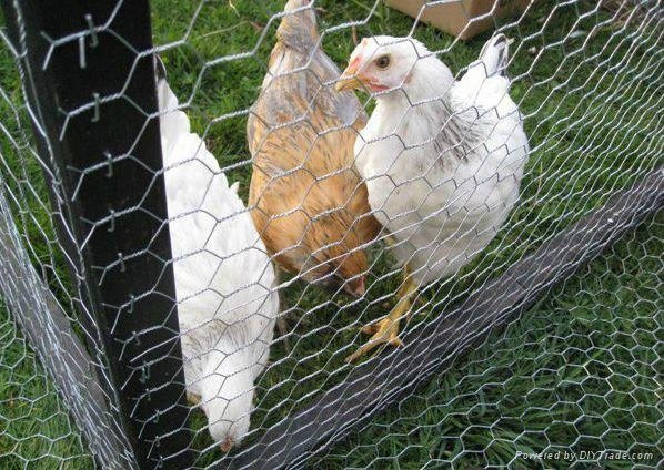 Hexagonal Galvanized Wire Mesh for Chicken Fence and Poultry Cage 3