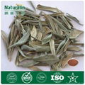 Yohimbe Bark Extract