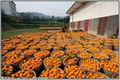 canned orange production line 2